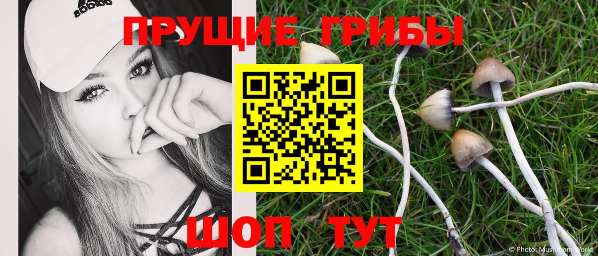 Псилоцибиновые грибы Cubensis Дальнегорск